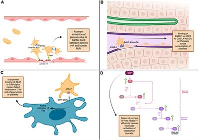 Liver Xenotransplantation: A Path to Clinical Reality